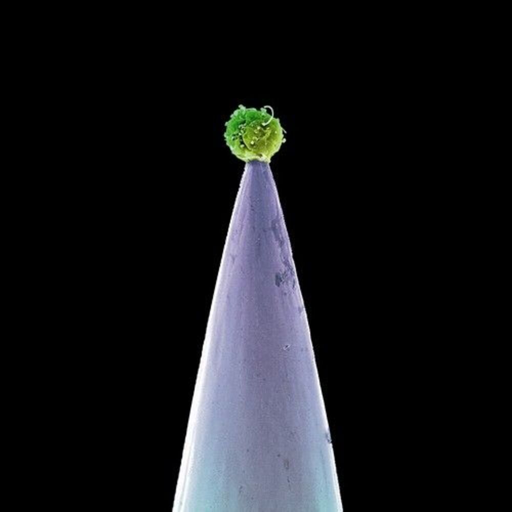 Peter Gabriel - New Blood  CD
